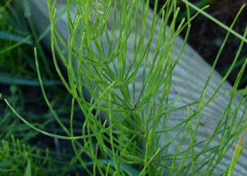 Acker Schachtelhalm (Equisetum arvense L.) - © Karoline  Kreimer-Hartmann